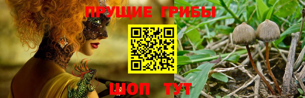 Галлюциногенные грибы Psilocybine cubensis Тавда